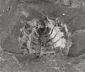 Maiocercus celticus