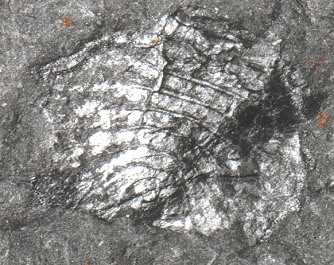Maiocercus celticus