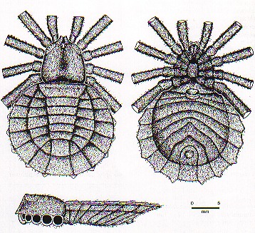 Maiocercus celticus