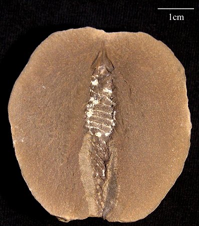 Palaeoxyris