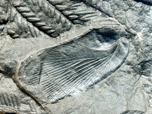 Phyloblatta gaudryi