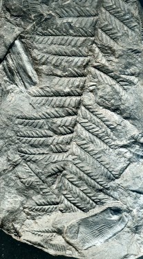 Phyloblatta gaudryi