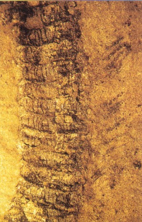 Poten van Pleurojulus