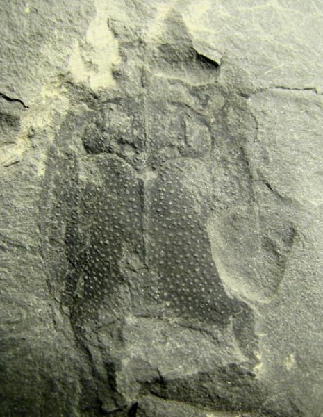 Pygocephalus