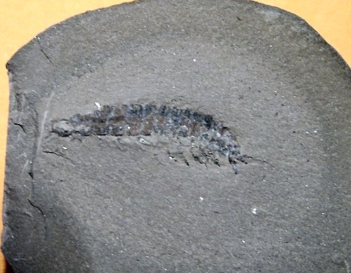 Syncarid from SandyForth