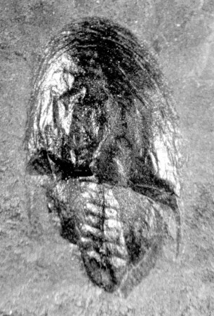 Valloisella lievinensis