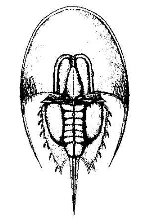Reconstructie van Valloisella