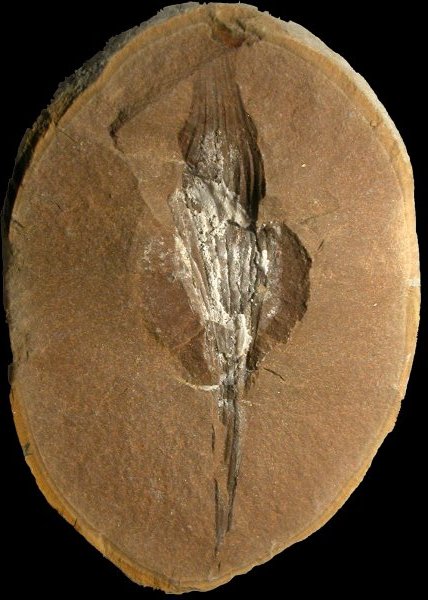 Vetacapsula