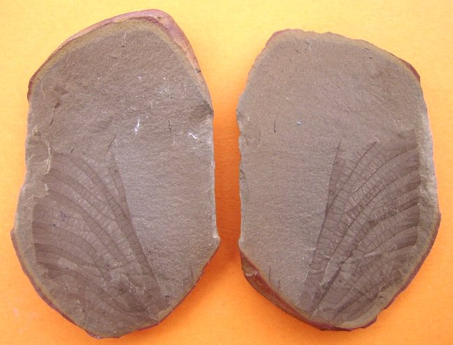 Unidentified wing from SandyForth