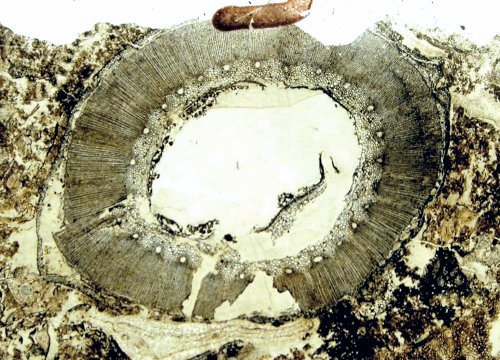 Coalball Calamites