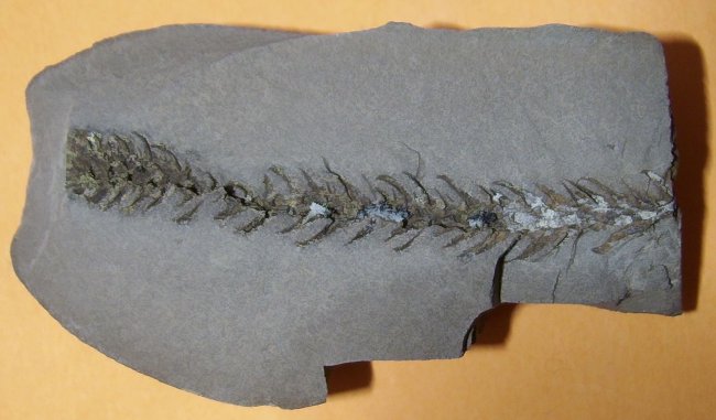 Bothrodendron from SandyForth