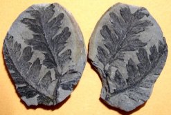 Mariopteris