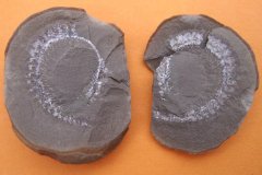 Unidentified milliped from Sandyforth