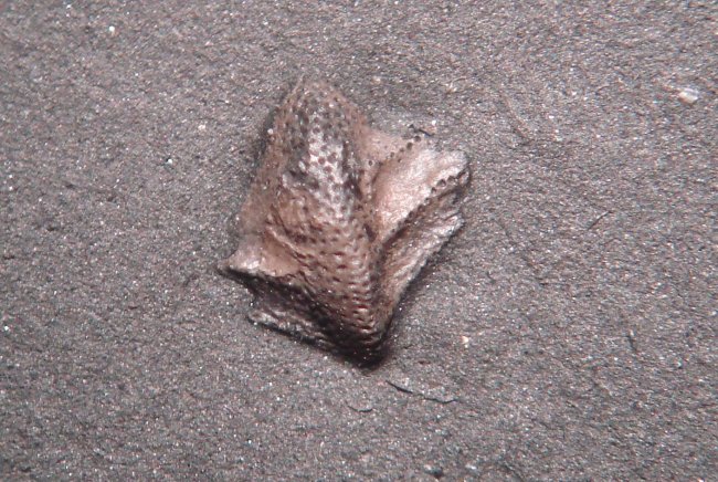 Tooth of Pleurodus affens