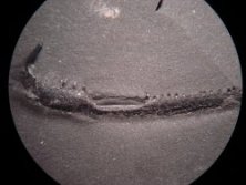 Rhizodont jaw