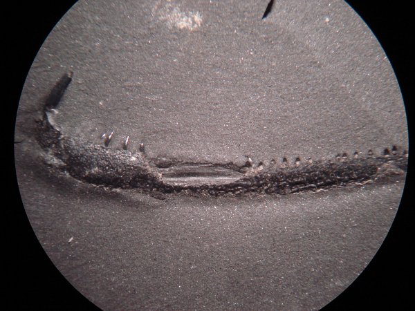 Jaw of Rhizodont