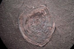 Rhizodont scale