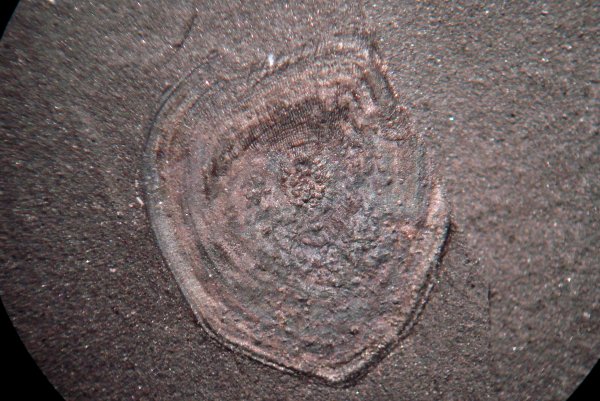 Scale of Rhizodont