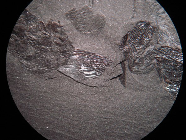 Scales of Strepsodus