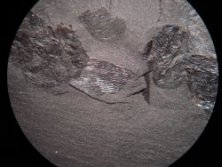 Strepsodus scales