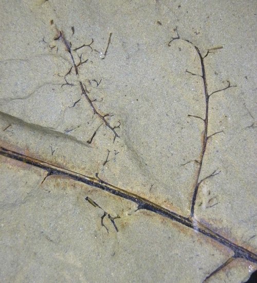 Rhacophyton