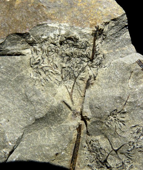 Rhacophyton sporangia