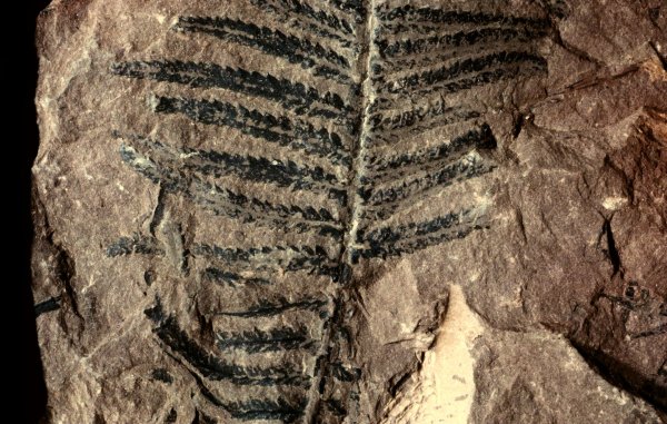 Alloiopteris
