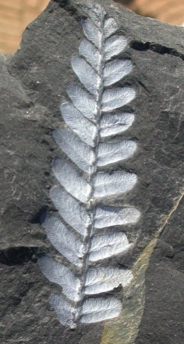 Neuropteris