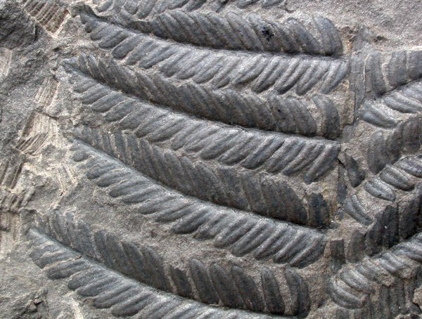 Pecopteris