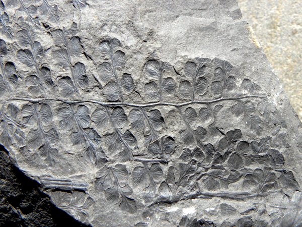 Sphenopteris