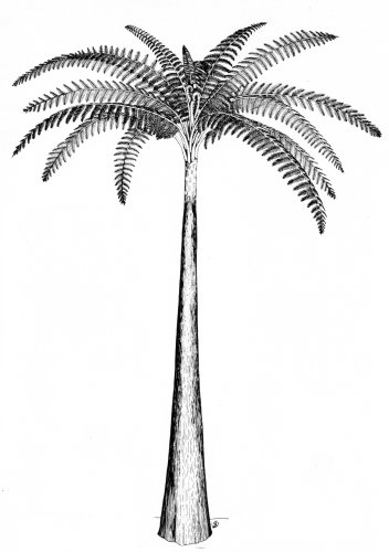 Psaronius