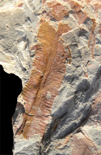 Marattiopsis