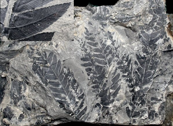 Cladophlebis