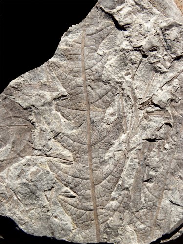 Dictyophyllum