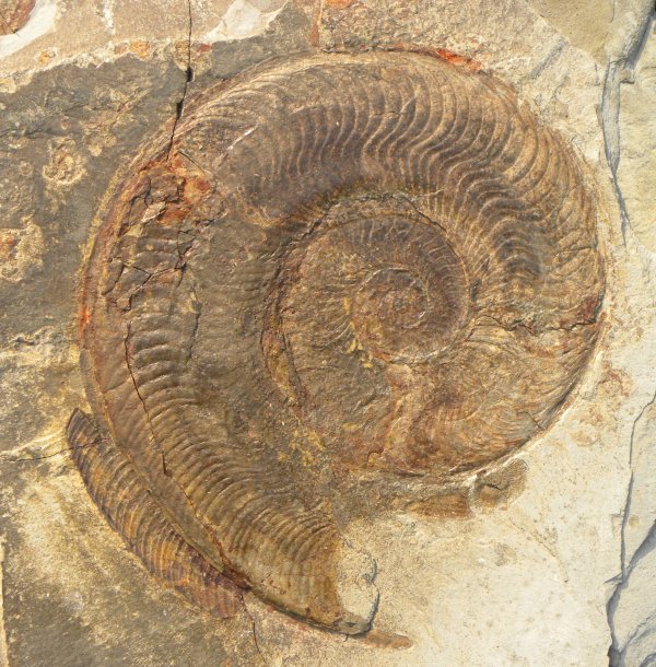 Harpoceras met indruk van het neerkomen