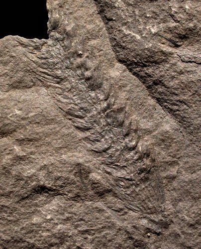 Calamostachys germanica