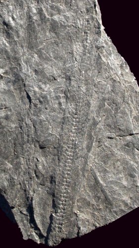 Calamostachys striata