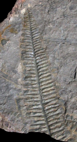 Callipteridium pteridium