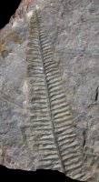 Callipteridium
