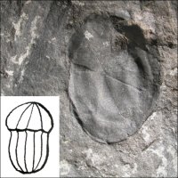Codonospermum
