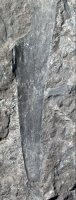 Cordaites