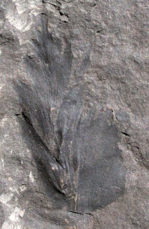 Cyclopteris van Odontopteris