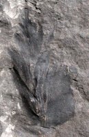 Cyclopteris van Odontopteris