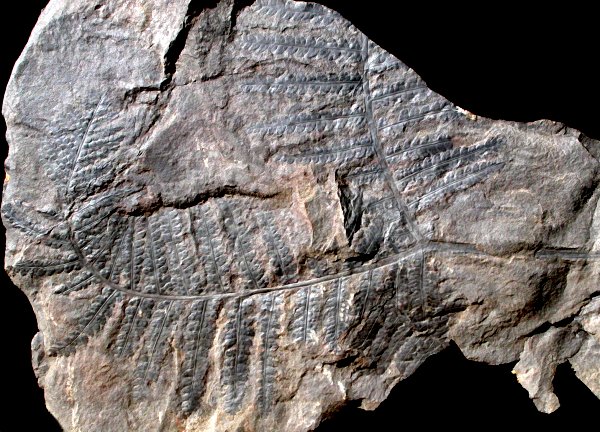 Dicksonites pluckenetii