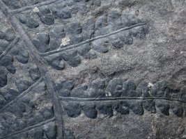 Dicksonites