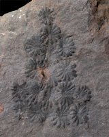 Annularia sphenophylloides