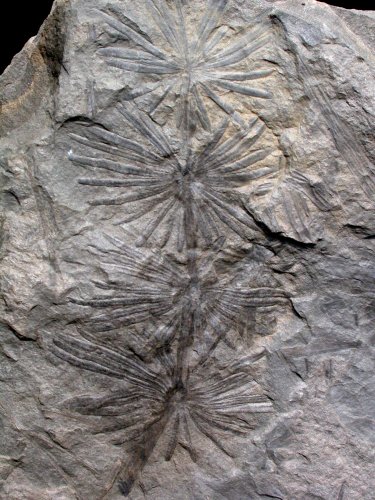 Annularia stellata
