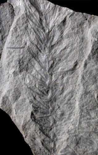 Asterophyllites equisetiformis