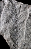 Asterophyllites equisetiformis