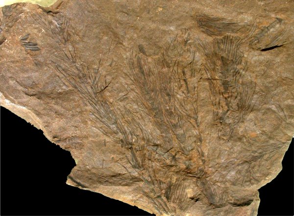 Asterophyllites longifolius